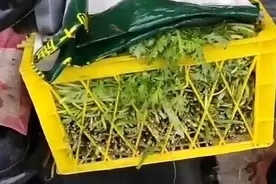 菜摊“怪事”！她不是摊主，却用自己的手机收款！图片