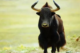 豆瓣9.2分，纪录片《众神之地》如何“出圈”？图片