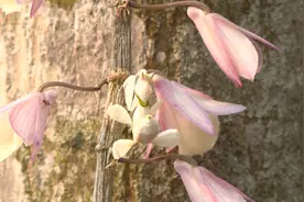 罕见！云南宁洱首次拍到兰花螳螂图片