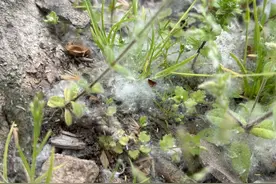 我叫柳絮，对不起，给您添“美丽烦恼”了！图片