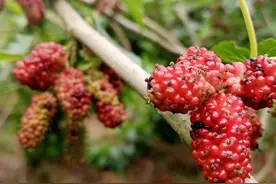 “鸟儿哀叫声”吓跑“好吃嘴”  高兴村两万斤桑葚不再被鸟儿欺图片