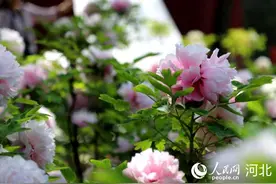 花开满城 古都寻美图片