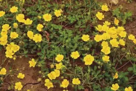 探访洞庭湖湿地最新发现的物种图片