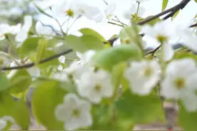 万亩梨花胜似雪 “赏花经济”助力乡村振兴图片