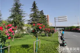 美爆了！荆州50000株月季惊艳盛放 妆点城市上空图片