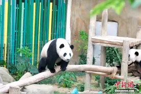旅马来西亚大熊猫“升谊”将迎两岁生日图片