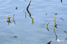 诗景共赏|新荷已露尖尖角图片