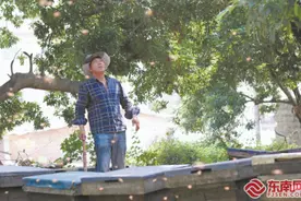 “追花夺蜜”放蜂人图片
