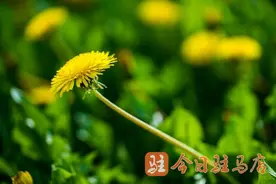 蒲公英撒下满天致富星 特色花茶引领乡村振兴图片