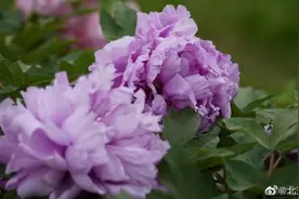 北京牡丹花开美到心尖尖上图片