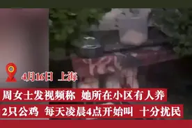上海一女子小区养鸡凌晨4点打鸣，邻居：叫了2个月，不堪其扰图片