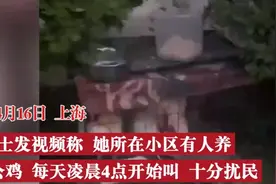 上海一女子小区养鸡凌晨4点打鸣，邻居：叫了2个月，不堪其扰图片