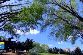 春风拂柳，鲜花争艳！潍坊于河穿上春日“彩装”图片