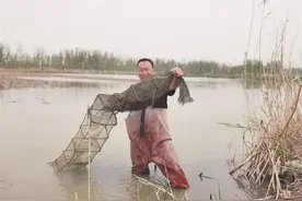 高青小镇荷塘盛产清水龙虾图片