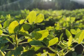 杏林夜谈｜落花枝叶知多少图片