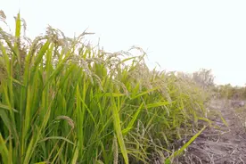 大米怎么选、怎么吃？一篇告诉你！图片