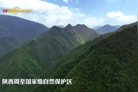 发现丨周至上百只野生金丝猴过河 萌趣温馨场面惹人爱图片