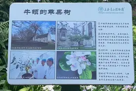 正宗牛顿苹果树首次在上海室外开花，今年夏天重现358年前历史性一刻图片