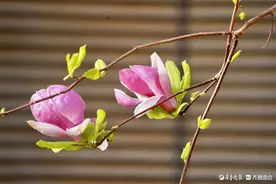 春花烂漫，扮靓山大青岛校区图片