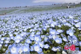 日本茨城县粉蝶花绽放 游客徜徉纯净蓝色花海图片