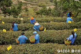 大田茶开采，崂山春天第一口“鲜”来了!图片