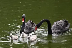 游弋、戏水、觅食......深圳野生动物园天鹅一家六口乐享春日好时光图片
