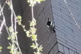 多户居民深夜听到“诡异”噪音！“罪魁祸首”原来是它图片