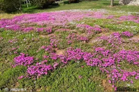 走进花海绿草如茵花开艳丽图片