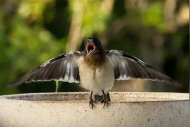 头条大赛（第18季）丨唐代贤：春日话鸟语图片