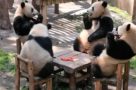 四只大熊猫围坐一桌 像不像茶馆里的你？图片
