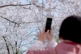 小知识丨樱花是樱桃的花吗……关于樱花的这些事图片