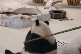 拍打大熊猫被辞退？看护“国宝”不容有失，“小打小闹”不能放任！图片