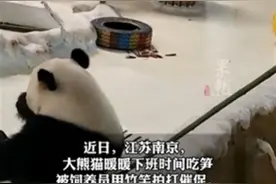饲养员用竹竿催促大熊猫，该不该从此“永不录用”？图片