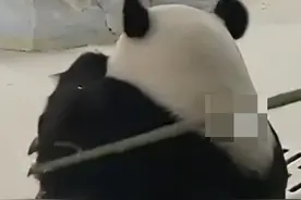 大熊猫暖暖被“打”了？园方通报：涉事饲养员立即停止工作，永不允许饲养大熊猫！网友们吵翻了图片