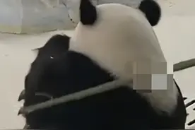 大熊猫暖暖被“打”了？园方通报：涉事饲养员立即停止工作，永不允许饲养大熊猫！网友们吵翻了图片