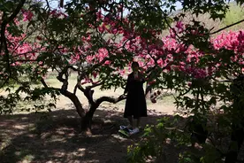 北京：国家植物园揭牌一周年 园内游人如织图片