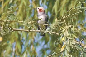 爱鸟周到来，哪里才是观鸟的好去处？图片