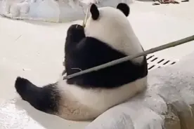 园方回应“饲养员用竹竿拍打大熊猫被停工”：先休假后调岗图片