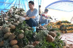 凤梨丰收果农乐开怀图片