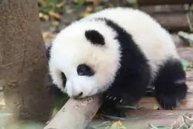 最新规定！来成都看熊猫注意→图片