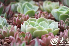 指掌间“拿捏”花盆造型！广饶县全职妈妈养殖多肉激发手工创意“变废为宝”图片