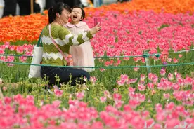 看！郁金香花海图片