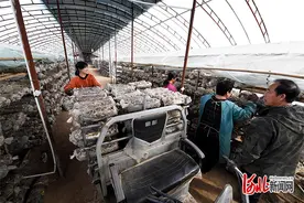 廊坊：党建引领为村级集体经济“强筋壮骨”图片