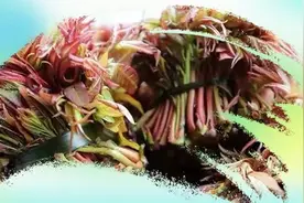 这种春菜消炎又补钙！春天一定要吃一次，还能抗氧化、保护心血管~图片