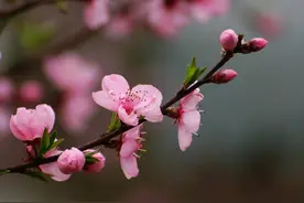 青未了|春天的味道图片