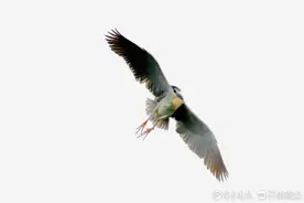 夜鹭捕鱼、姿势优美图片