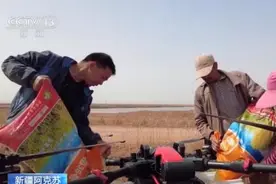 新疆阿克苏推广无人机飞播技术 科技助力水稻种植图片