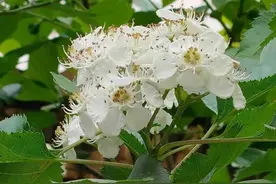 每一个有爱的日子都是幸福图片