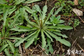 饕餮大餐 野菜盛宴|苦菜：凉拌、做汤、做馅苦中带甜，生活至味图片