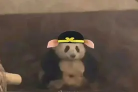 可可爱爱！当熊猫花花穿上公主裙图片